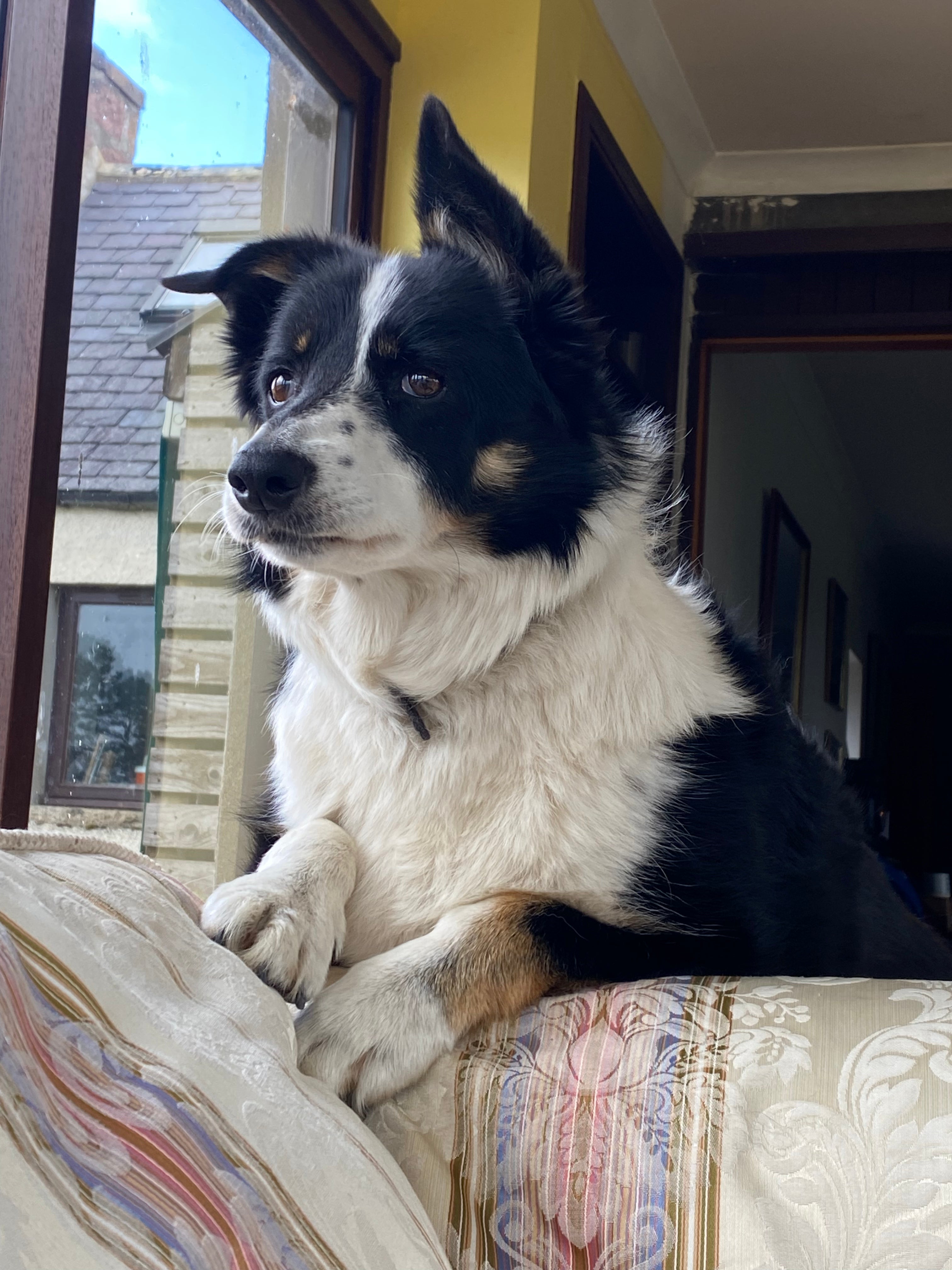 Lexy the dog perched on the sofa.
