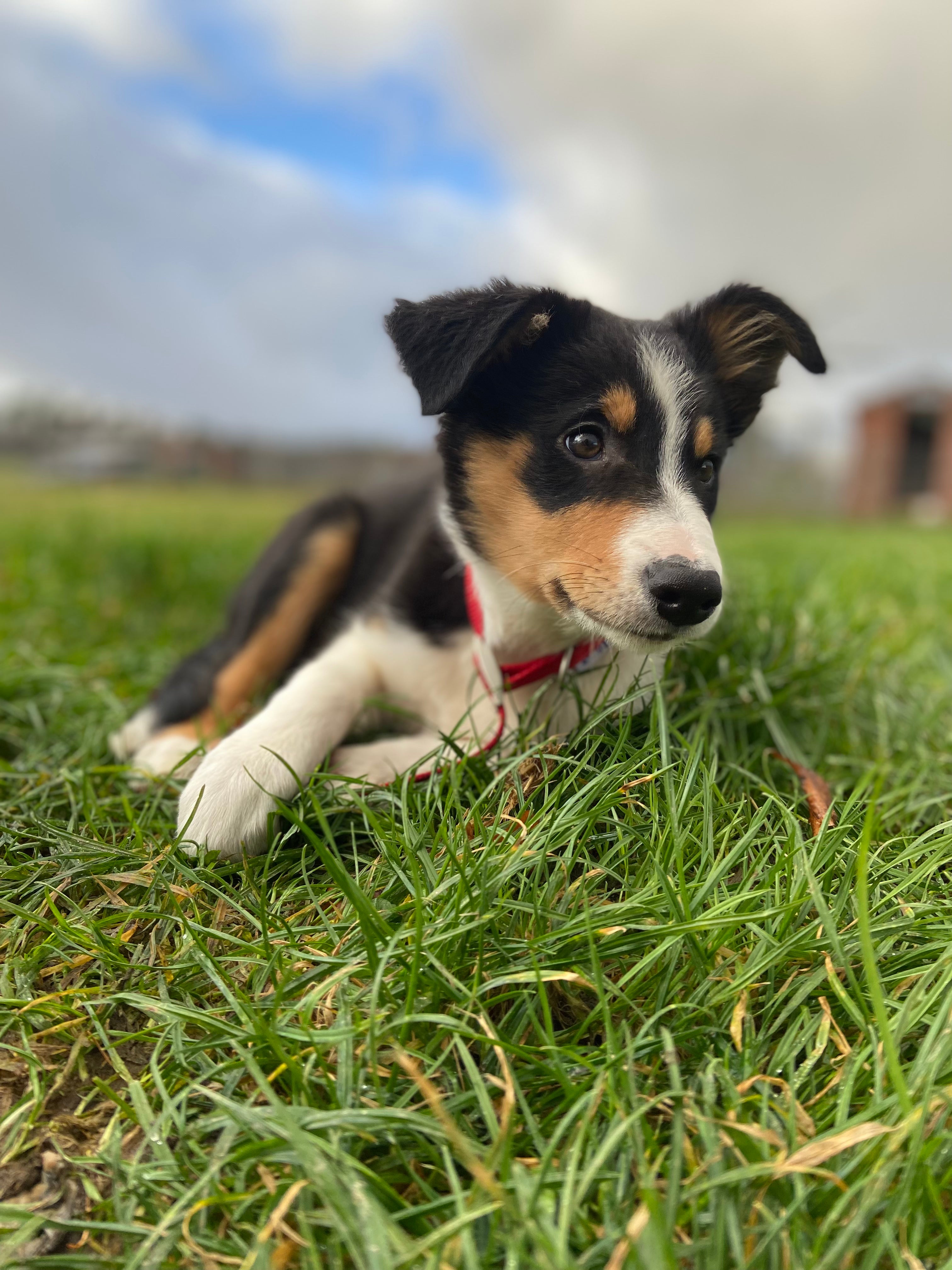 Mollie the puppy lying in the grass.