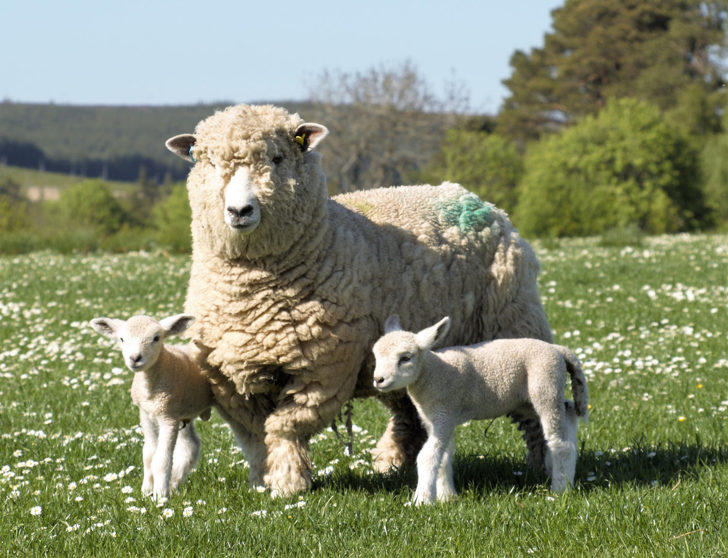 Ryeland sheep with her two lambs.