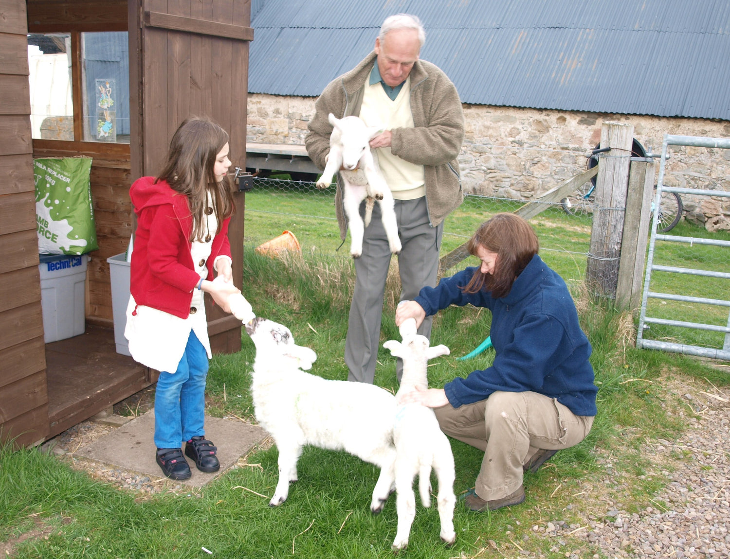 Elchies Farm welcoming three new lambs to the field.