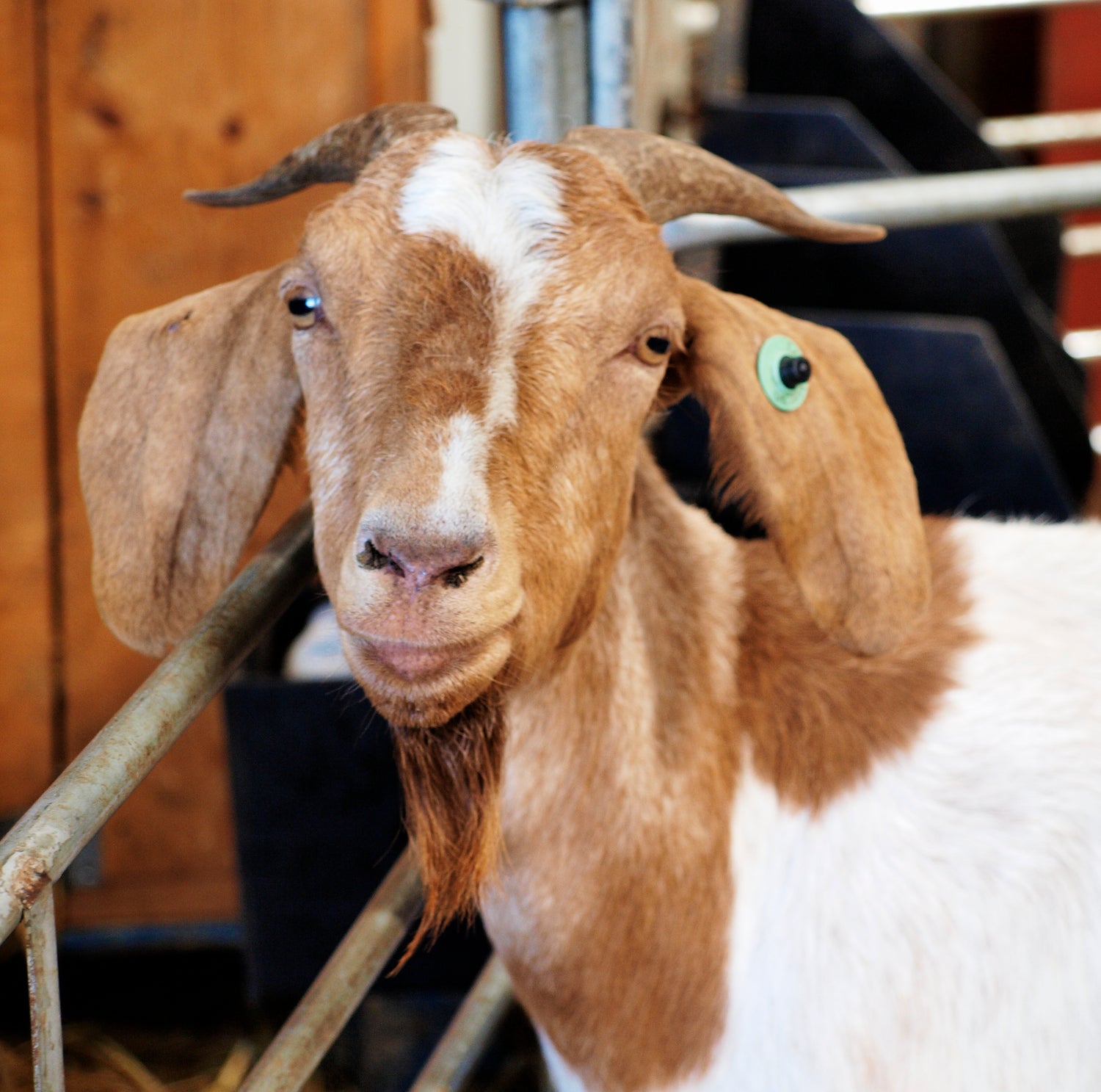 Close up of an Elchies Boer Goat